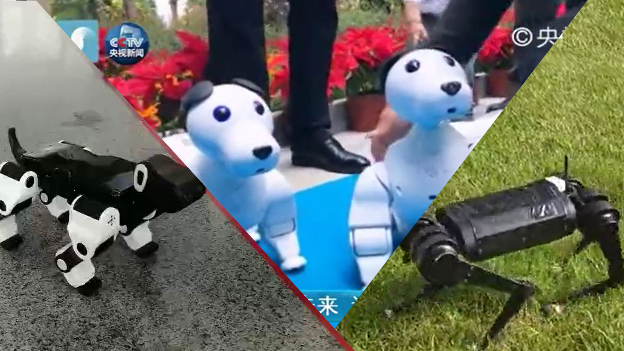 狗狗三兄弟來啦！